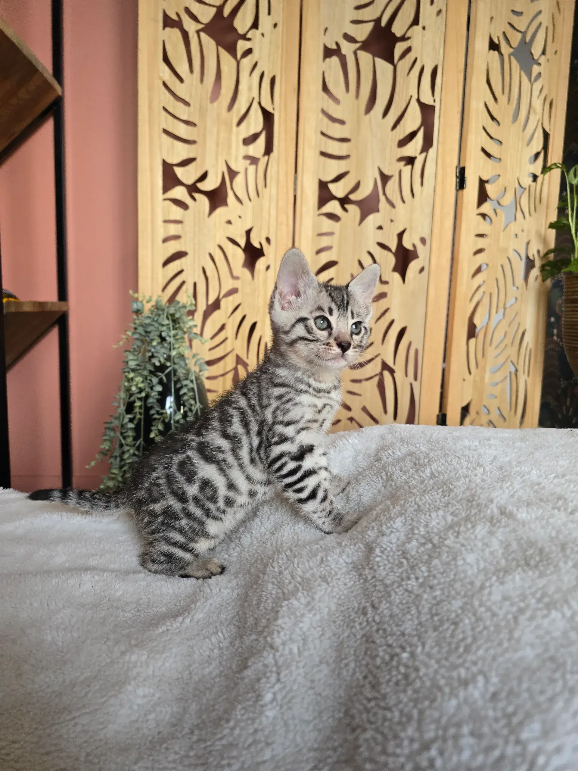 Babychou 2
