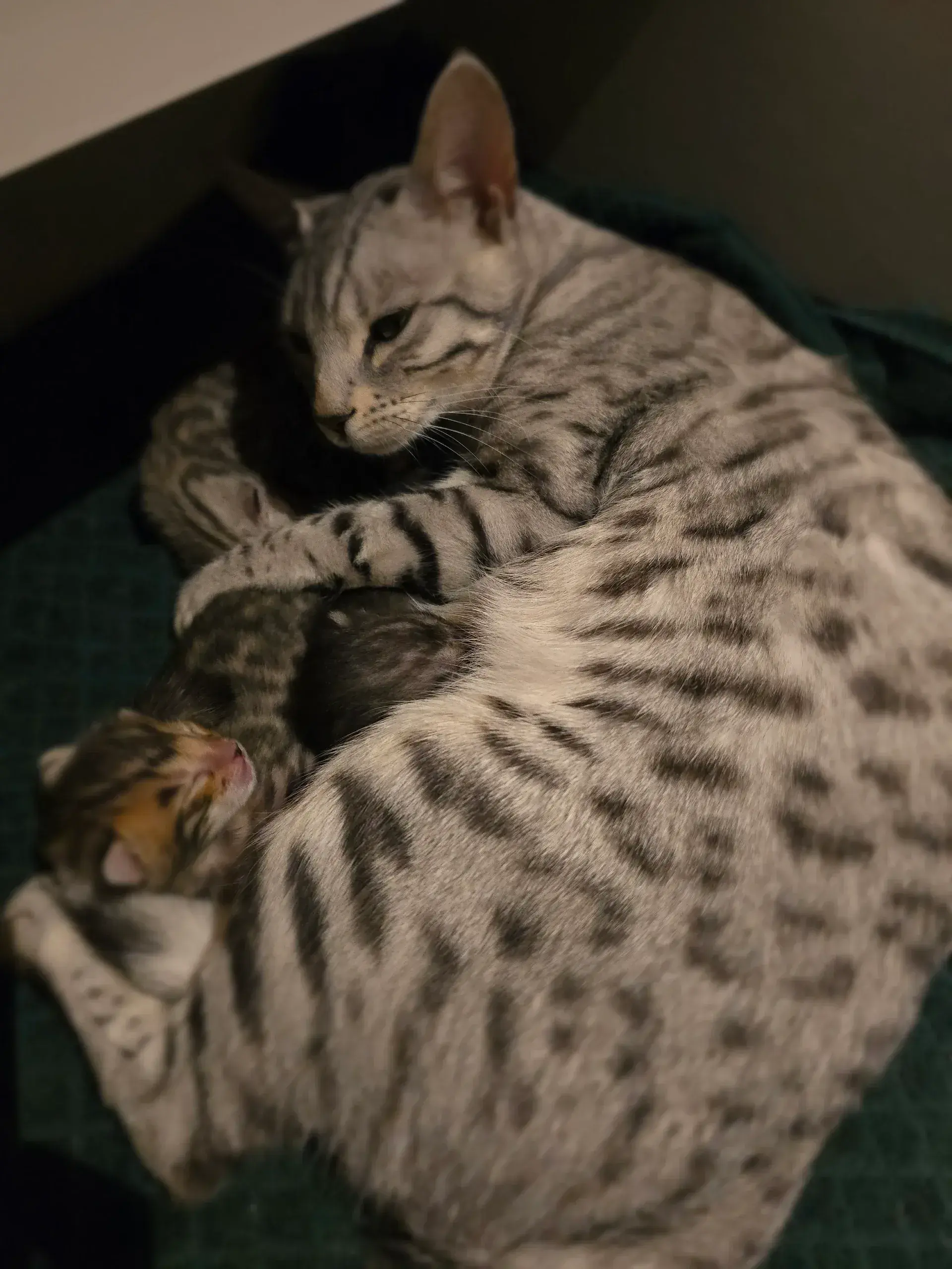 Babychou 3