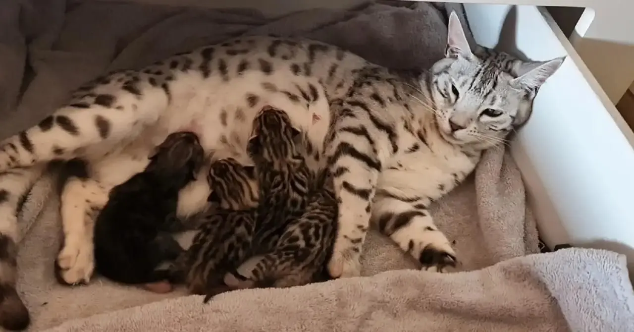 Babychou 4